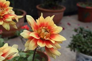 花卉 色彩與生命的擁抱
