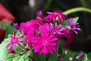 花卉一組 四季的私語
