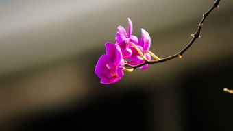 花卉 自然之美的絢爛詩篇